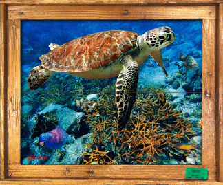 "Staghorn Cluster Reef" Tile Mural