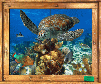"Tortuga and Coral" Tile Mural