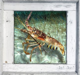"Lobster in the Grass"