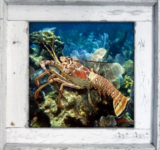 "Lobster on the Rocks 3"