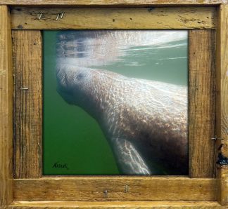 "Manatee at Surface"