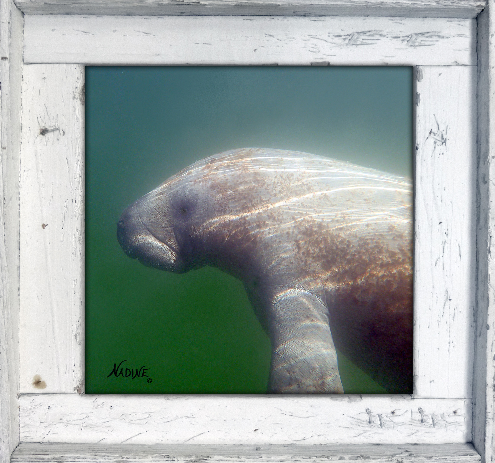 "Manatee in the Bay"