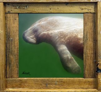 "Manatee Swimming"