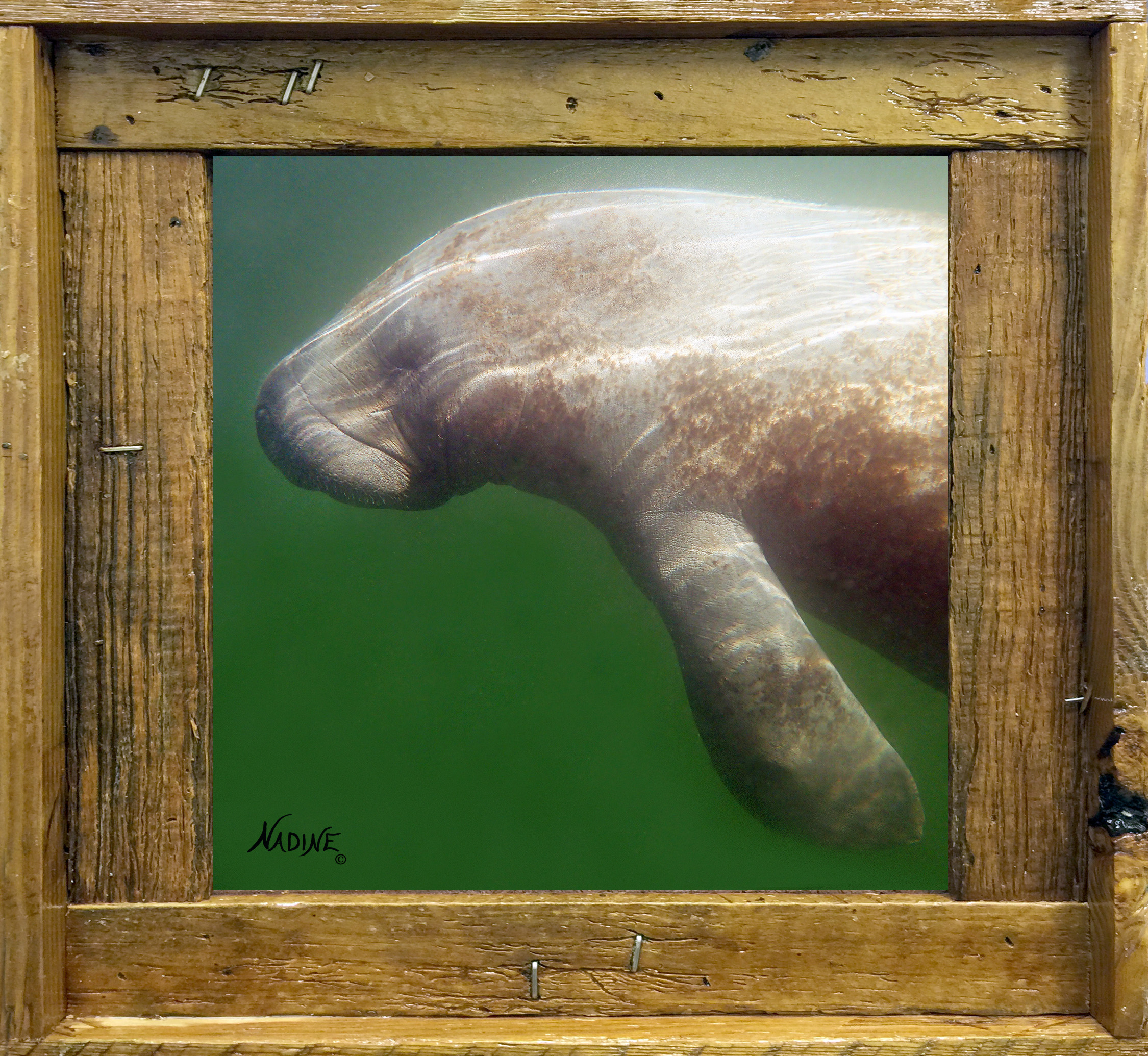 "Manatee Swimming"