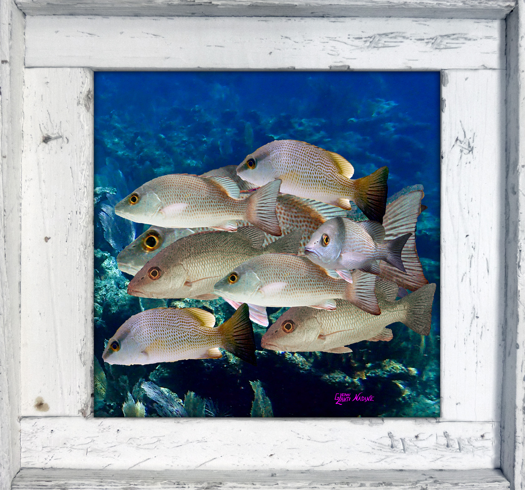 "Mangrove Snapper Montage"