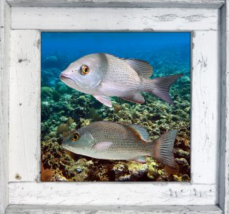 "Mangrove Snappers"