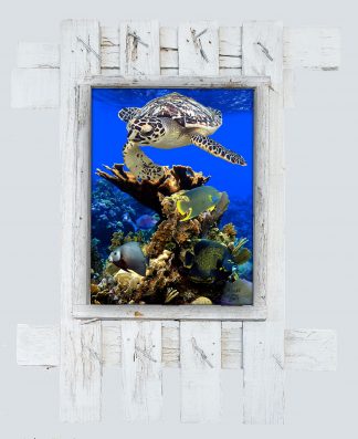 "Angels of the Reef"
