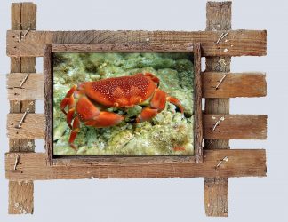 "Bat Crab"
