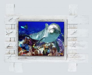 "Dolphin and Friends"