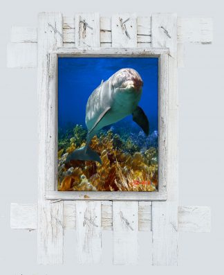 "Dolphin and Seafans"
