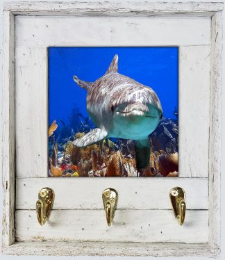 "Dolphin Diving Deep" with Hooks
