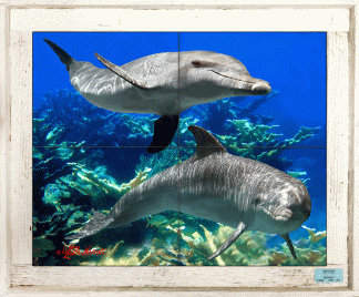 "Dolphin Duo on the Reef" Tile Mural
