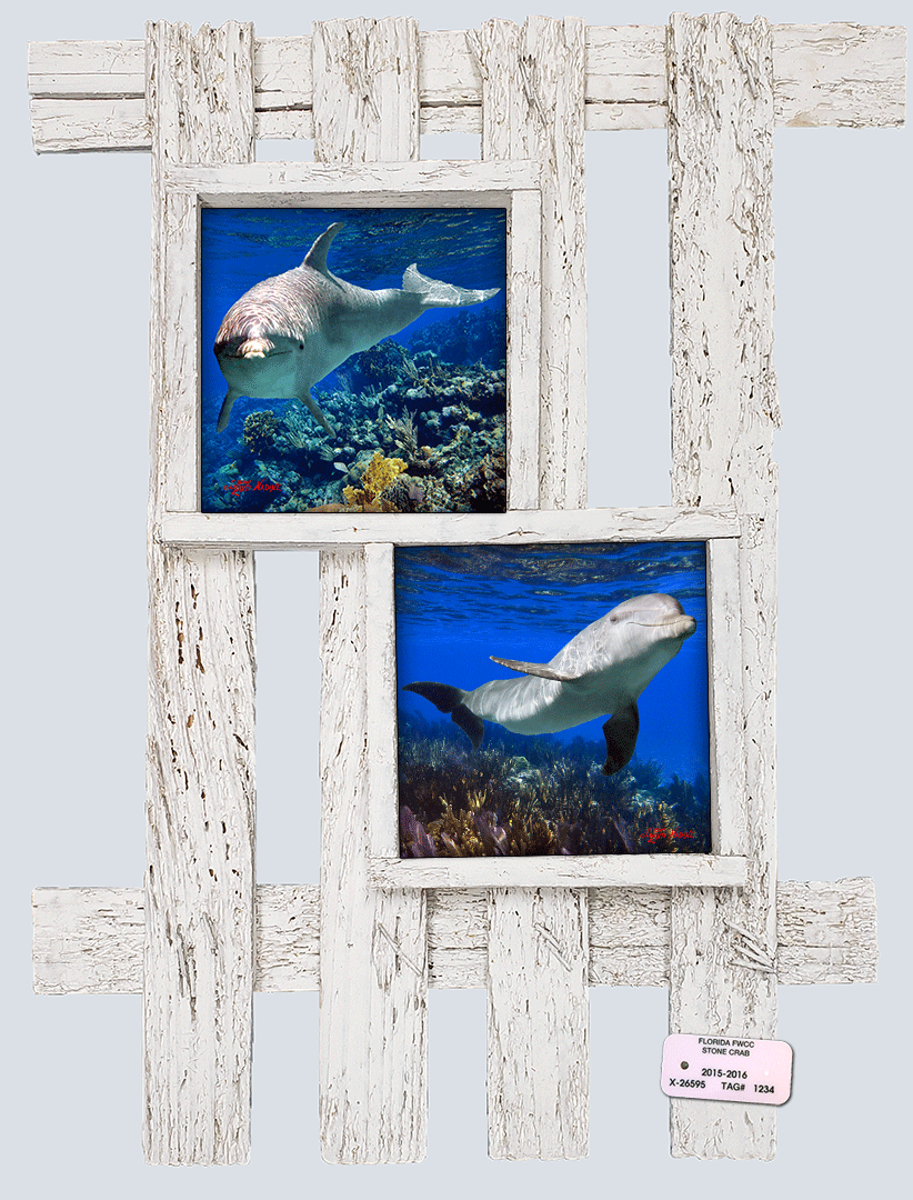 "Dolphin Duo"