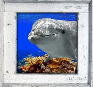 "Dolphin Over Elkhorn Coral"