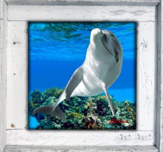 "Dolphin Playing"