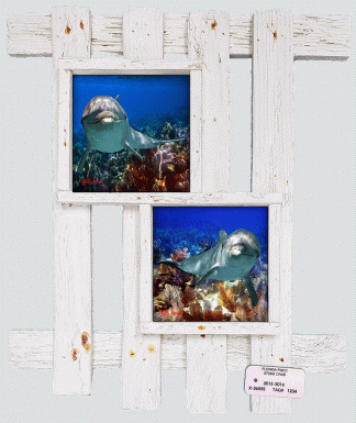 "Dolphins"