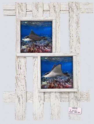 "Eagle Rays"