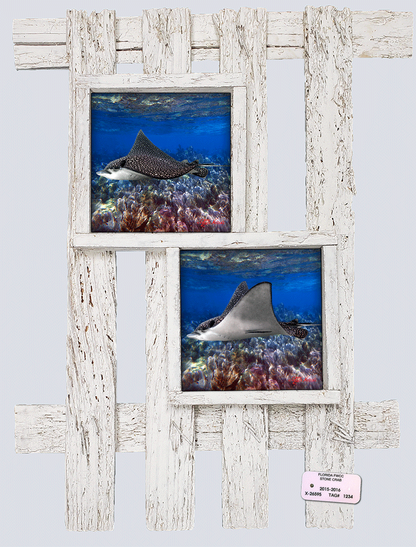 "Eagle Rays"
