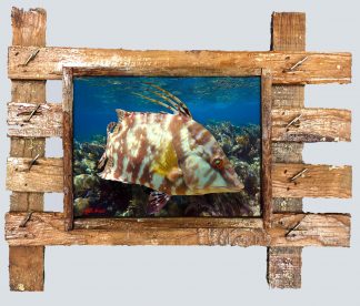 "Hogfish at Grecian Rocks"