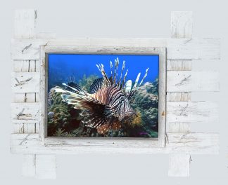"Lionfish on the Reef"