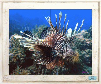 "Lionfish on the Reef" Tile Mural