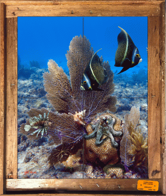 "Mini Reef" Tile Mural