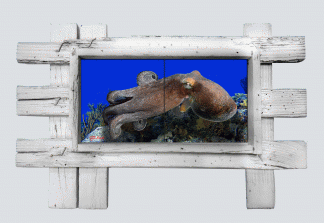 "Octopus Gliding Along" 2 Tile Mural Lid
