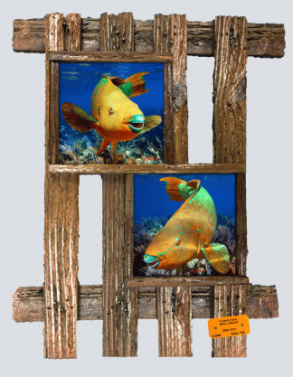 "Pair of Parrotfish"