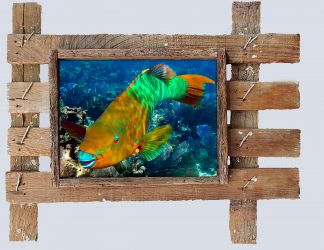 "Parrotfish"