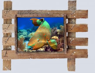 "Rainbow Parrotfish"