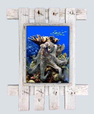 "The Kraken"