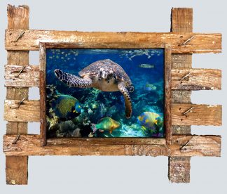 "Turtle and Friends"