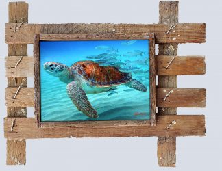 "Turtle and Goggle Eyes"