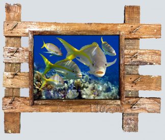 "Yellowtail School"