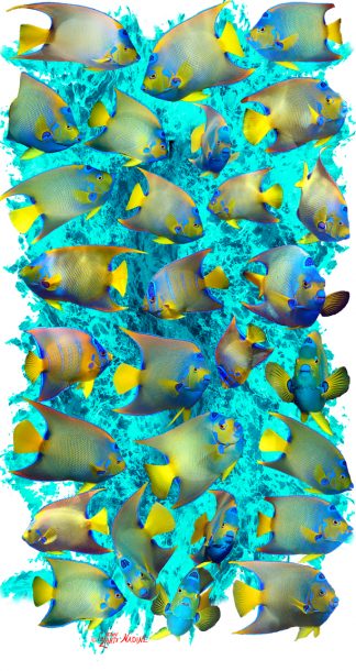 "Queen Angelfish"