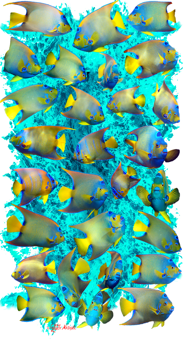 "Queen Angelfish"