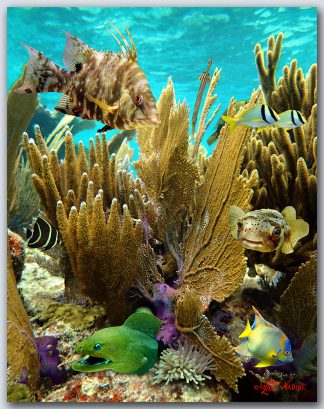 "A Happy Reef"