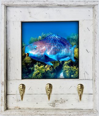 "Blue Bull Parrotfish"