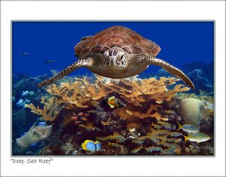 "Deep Sea Reef"