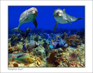 "Dolphin Duo"