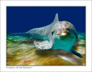 "Dolphin At The Bottom"