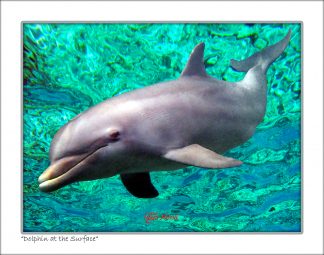 "Dolphin At The Surface"