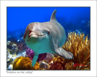 "Dolphin On The Ledge"