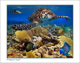 "Freeport Reef'