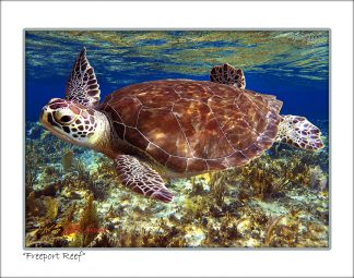 "Freeport Shallow Reef"