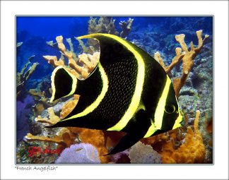 "French Angelfish"