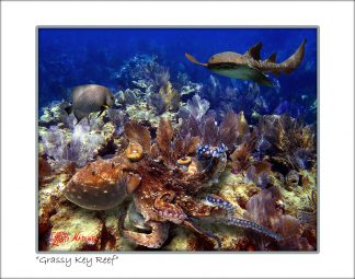 "Grassy Key Reef"