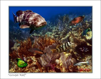 "Grouper Reef"