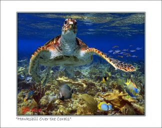 "Hawksbill Over The Coral"