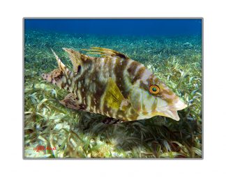 "Hogfish Hiding In The Grass"